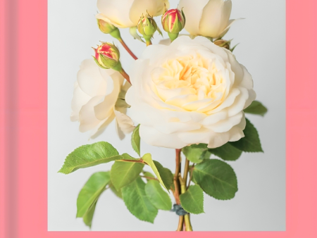 Roses: Beautiful varieties for home and garden Online Sale